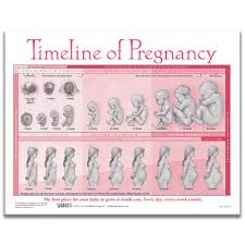 Timeline Of Pregnancy Tear Pad English