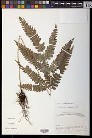 Image result for Psychotria mildbraedii