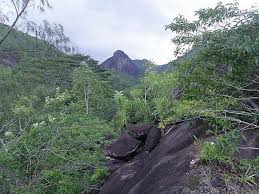 Image result for Pyrostria bibracteata