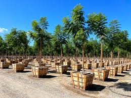 Image result for Jacaranda mimosifolia