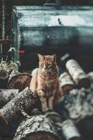 صور حيوانات Cats Crazy Cats Beautiful Cats