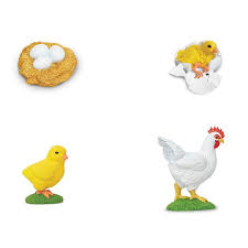Maybe you would like to learn more about one of these? Ciclo De Vida De Un Pollo Safari