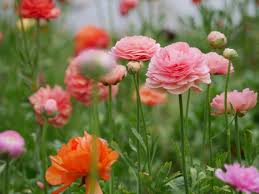 Pin On Flower Variety Trial Reviews