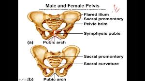 The pelvis supports and protects the viscera in the. Skeletal Lab Pelvic Girdle And Lower Limb Youtube