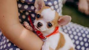 A place for really cute pictures and videos!. Teacup Chihuahua Puppies Lifespan Price Pictures Breeders All Things Dogs All Things Dogs