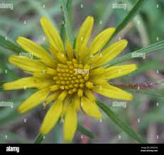 Image result for Geigeria