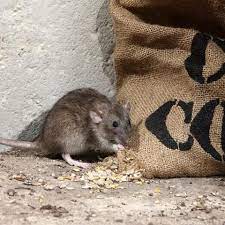 A Few Tips On How To Keep Rats And Mice Out Of Your Chook House My Productive Backyard Chickens Backyard My Animal Free Blog