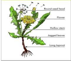 This video demonstrates how to harvest and dry dandelions for rabbits to eat in winter. Beneficial Uses Of Dandelion Herb Taraxacum Officinale In Poultry Nutrition World S Poultry Science Journal Cambridge Core