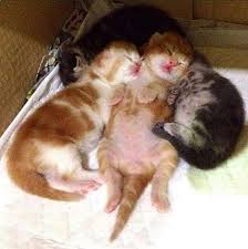 Sleeping Beauties