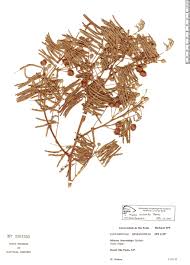 Image result for Mimosa scabrella