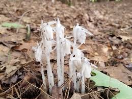 Image result for Iphigenia pauciflora