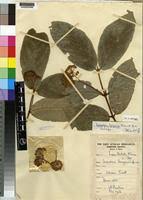 Image result for Lasiodiscus mannii