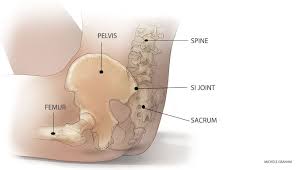 The spine runs from the base of your skull down the length of running through the center of the spinal column is the spinal cord, a bundle of nerve cells and fibers that transmit electrical signals back and forth between. Little Known Hip Joint Can Cause Excrutiating Lower Back Pain Ortho Spine News
