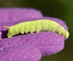 They are soft and flabby larvae about the size of a normal dog. What Big Smooth Caterpillar Is Rusty Brown With 5 White Eye Spots Or Green With Small Black Spots Divided With Vertical White Lines Natural Crooks Ramblings