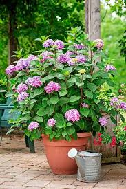 Hydrangea paniculata, also known as grandiflora, produces white conical flowers instead of big spherical blossoms. Do Hydrangeas Grow In India India Gardening