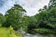 夏の小川沿いの木々。イギリス、ピークディストリクト、ワイ川の ...