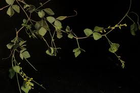 Image result for Rhynchosia hirta