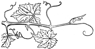Grape Vine Vine Drawing Grape Vines Vine Tattoos