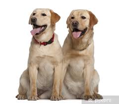 Image result for labrador retrívr