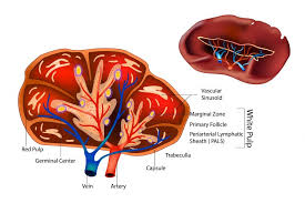 Learn about spleen anatomy abdominal with free interactive flashcards. Spleen Anatomy Of The Abdomen Learn Surgery Online