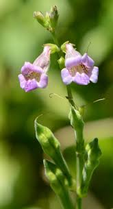 Image result for Asystasia glandulosa