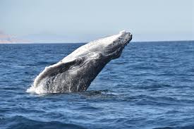 Pin On Jose Francisco