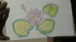 Bunga lotus berbeda dengan bunga teratai, perbedaan lebih jelasnya anda dapat lihat sebagai berikut. Contoh Gambar Mewarnai Bunga Teratai Dengan Crayon Kataucap