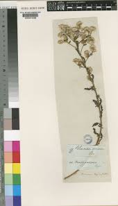 Image result for Pseudoconyza