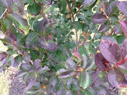 Crape myrtles are easy to grow and don't require much maintenance. Red Rocket Crape Myrtle Leaves Turning Dark Black Gardening Forums