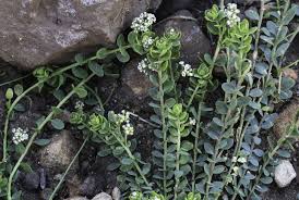 Image result for Corrigiola