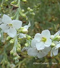 Image result for Gomphostigma