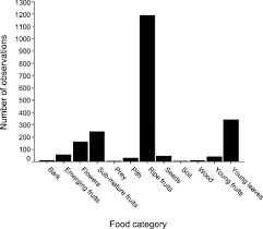 Image result for Sarcophrynium schweinfurthianum