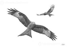 Bird Of Prey Tattoo Details About Red Kites Birds Of Prey Art Pencil Drawing Art Print Picture Signed By Artist Bird Of Prey Tattoo Red Kite Drawing Prints