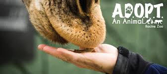 Those wishing to adopt an animal can choose from a cheetah, a giraffe, a jaguar, an african wild dog, a zebra. A D O P T An Animal Racinezoo Org