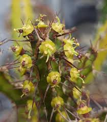 Image result for Euphorbia griseola