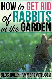 They are planted a short distance away from the crops you want to preserve and gain the attention of unwanted critters or pests such as rabbits. How To Get Rid Of Rabbits In The Garden Garden Gardentipstrees Rabbits Rid Rabbit Repellent Rabbit Rabbit Deterrent