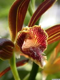 Image result for Phaius occidentalis