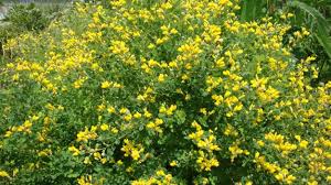 Image result for Tinnea vesiculosa