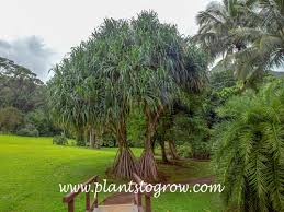 Image result for Pandanaceae