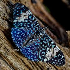 Image result for Dicoma arenaria