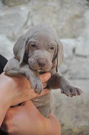 Image result for výmarský krátkosrstý ohař