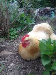 Buffy Our Buff Orpington Chicken Taking A Dust Bath Dust Bath Buff Orpington Chickens Buff Orpington