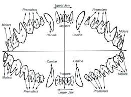 German Shepherd Dog Teeth Formula German Shepherd Dogs