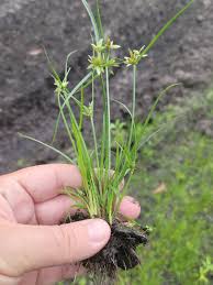 Image result for Pycreus flavescens