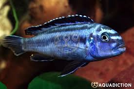 Image result for Humularia meyeri-johannis