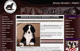 More images for bernese mountain dog puppies sacramento ca » Reputable Bernese Mountain Dog Breeders Mini Goldendoodle