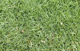 Image result for Eragrostis pallens