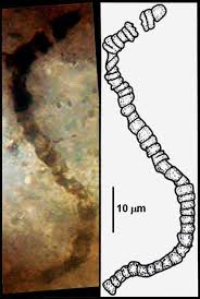 Researchers At Ucla And The University Of Wisconsin Madison Have Confirmed That Microscopic Fossils Disco Fossils University Of Wisconsin Madison Human Fossils