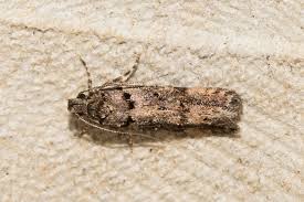 Image result for Teleiopsis diffinis