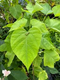Image result for Catalpa